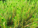 Tavi növények - Myriophyllum  Proserpinacoides